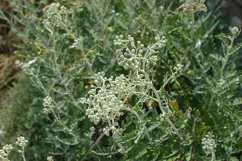 Jacobaea maritima subsp. bicolor (=Senecio bicolor) / Senecione cinerario bicolore